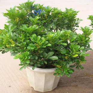绿植盆栽室内香味植物 米兰花苗 长期开花 米兰苗盆栽 可驱蚊植物