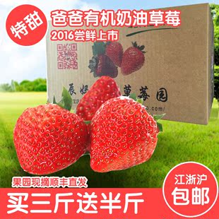 草莓新鲜奶油草莓现摘草莓紅颊草莓奶油草莓丹东草莓3斤礼品包装