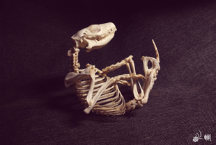 蝋 妖械行会合作设计师 刺猬全身骨骼标本 蜷缩姿态 售罄展示