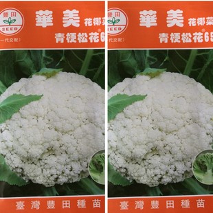 台湾丰田花菜批发蔬菜秋季晚熟有机白面青梗高产散菜花种子