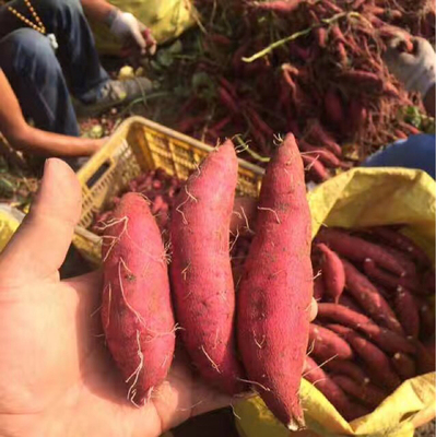 海南地瓜日本金手指小香薯日式板栗薯沙地新鲜红薯5斤特价安纳芋