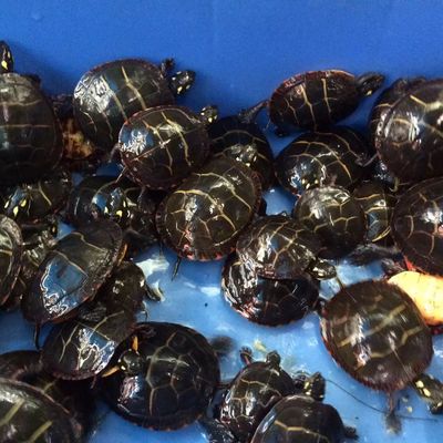 东锦龟 东部锦龟活体西锦南锦宠物龟 乌龟 水龟包风险全品8cm以上