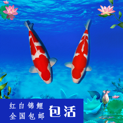纯种淡水日本红白大正昭和三色丹顶观赏鱼精品锦鲤活体冷水鱼