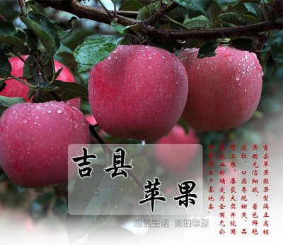 山西临汾特产吉县苹果红富士礼盒8斤装新鲜产地直供苹果吃的包邮