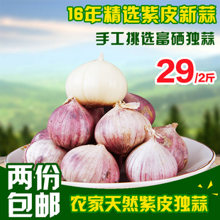 【天天特价】独蒜头 紫色 独瓣大蒜头 有绿色特产 今年新蒜 500克