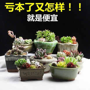 默默 多肉花盆 创意个性植物绿植花卉粗陶陶瓷花器特价