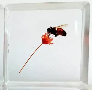 水晶摆件 小蜜蜂/植物标本/永生干花/情人节礼品生日礼物/立体