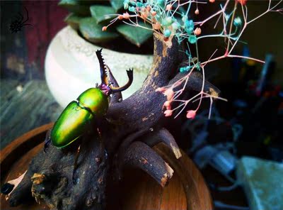 造景工艺标本 印尼金锹 博物馆收藏 小型色彩系美丽昆虫