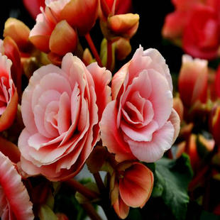 玫瑰海棠 盆栽 四季开花重瓣秋海棠 丽格海棠花苗 带花发货包邮