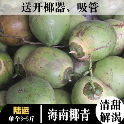 海南新鲜椰子带皮椰青现摘青椰子特产热带水果大椰青10个送开椰器