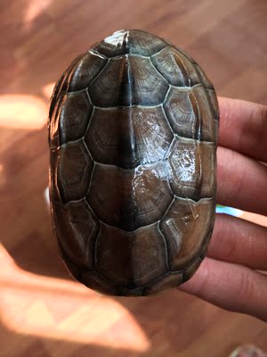 乌龟活体 草龟苗 中华草龟冷水龟陆金线墨龟一只5到10厘米放生龟