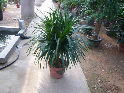 龙血兰多头龙须树室内盆栽吸甲醛净化空气防辐射观叶植物