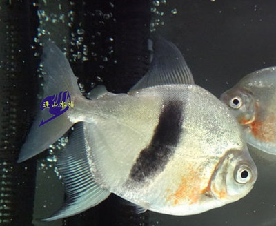 粗线银板鱼　热带鱼　观赏鱼　活体 银板鱼 龙鱼缸必备