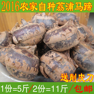 正宗荔浦马蹄荸荠乌芋地栗大果5斤包邮农家新鲜水果蔬菜桂林特产