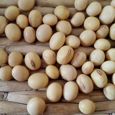 农家自产有机笨黄豆 土黄豆 新货 打豆浆发豆芽 非转基因大豆250g